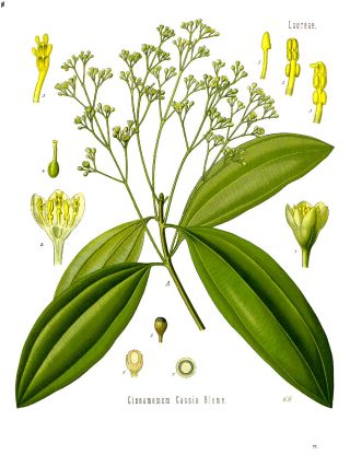 Cimet (Cinnamomum cassia)